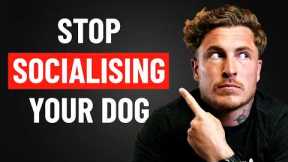 I Wish Every Dog Owner Knew THIS (Extreme Reactivity Breakdown)