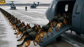 Top BEST Dog Training Techniques | Military Grade Dog Training