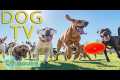 DOG TV: Best Videos for Dogs to Watch 
