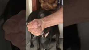Simple Trick to Calm You Aggressive Dog in Minutes #dogwhisperer #shorts #dog #cesarmillan