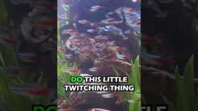 3 Ways Your Aquarium Looks Amazing With Schooling Fish