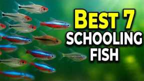 7 Schooling Fish for Freshwater Aquariums! Peaceful Community