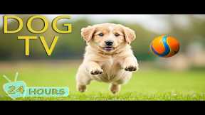 DOG TV: Best Videos Relaxing & Anti-Anxiety for Dogs When Home Alone - Happy & Funny Muisc for Dogs