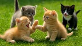 Beautiful Kittens Playing On The Grass - Cat Sounds, Beautiful Cat Videos