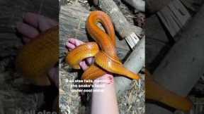 What to do if your snake bites you