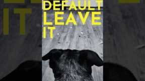 How to Teach Your Dog to Not Eat Anything That Falls on The Ground