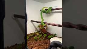 Don’t panic folks, this is only to help out this Green Tree Python with her breeding. 😂🐍🔥