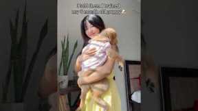 Officially a “dog-trainer” now 🙂‍↔️🐶✨ #dogtricks #puppytraining #goldenretriever #puppyshorts #fyp