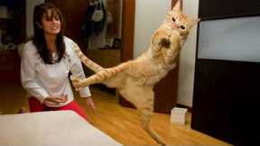 Cats Being Comedy Who Deserve an Oscar 😁Best Funny Cat Videos 2025