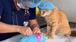 Cat Become The Best Employee Of The Year 😂 Funny Cats Videos 2025