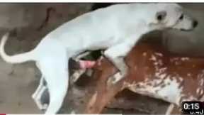 Baby Girl Is Being Raised By Six German Shepherds | The Dodos, IRR