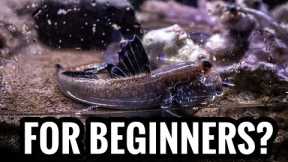 Top 5 Brackish Fish For Beginners