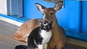 Cat’s First Time Exploring Nature 🐱 Funny Cats Videos 2025