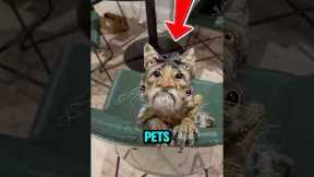 🐊 Top 5 Weirdest Pets That People Actually Own!