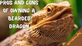 Pros and Cons Of Owning A Bearded Dragon