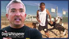 Cesar Steps In To Help Misbehaving Great Danes | Dog Whisperer With Cesar Millan