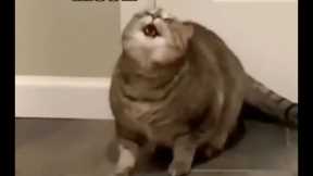 When the catnip hits pt. 2