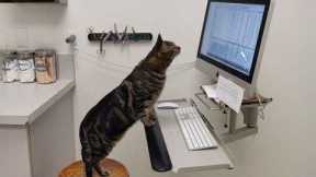 Cats' Super Brains Will SHOCK You! 😲 Funny Cat Videos 2025