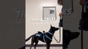 Service Dog at School - Tips & Tricks #servicedog #assistancedog #school #college #university #dog