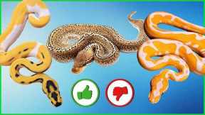 Rating YOUR Snakes: The Most “Super” Combo Ever?!