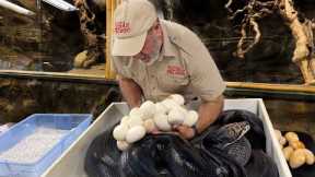 My Giant Snake Had Babies! 🐍🥚😱