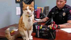 Cats' Incredible Brains Will Blow Your Mind!🤯 Funny Cat Videos 2025