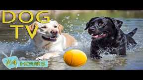 DOG TV: Videos Anti-Anxiety for Dogs When Home Alone All Day Long - Best Relax Music for Dogs