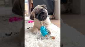 Please be aware of the three developmental stages of a puppy 😬🦖 #pug #dog #puppy