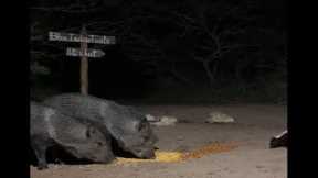 BlueIndigoTrails is live!🌛