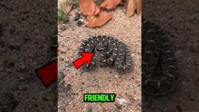 3 Friendly Snakes🐍 You Can Actually Keep as Pets