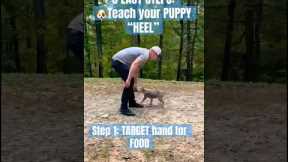 3 EASY STEPS: 🐶TEACH your PUPPY “HEEL”