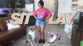 Teach your dog how to SIT and LAY DOWN | TRAINING TUESDAYS EP.1