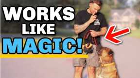 How to Train Your Dog During Your Walk! - 5 Simple Steps