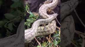 This is a Caramel Axanthic Zebra Jaguar #carpetpythons 🔥 #snake #reptiles #pet