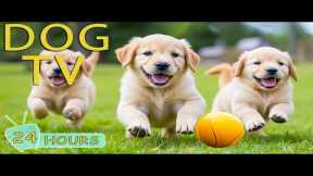 DOG TV: Video Keep Dogs Happy & Fun All Day When Home Alone - Best Anti-Anxiety Music for Dogs