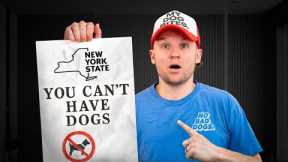 This Could Change Dog Training Forever