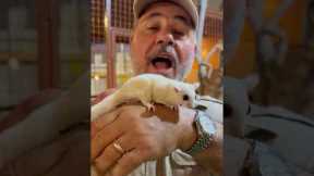 Sugar Gliders are the coolest animal and now I want one😅🤩