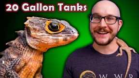 Top 5 Reptiles That Can Live in a 20 Gallon Enclosure FOREVER! | | Pt II