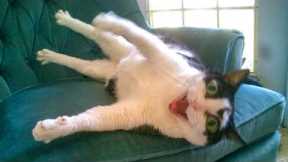 When you have SILLIEST CAT on Earth 😂 Funny Cats Videos 2025
