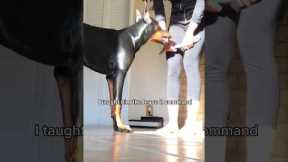 Basic and useful things I taught my #Doberman . #dog #dobie
