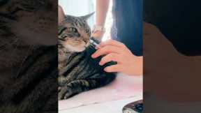 Adonis getting his insulin! 💉😻 he knows it helps him 🙏🩵