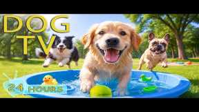 DOG TV for Dogs to Watch: Videos Soothe Anxiety & Keep Dogs Calm When Home Alone - Music for Dogs