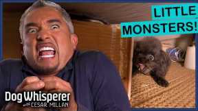 Cesar Millan VS Small Dogs With BIG Bites | Dog Whisperer Compilation