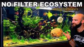 ADDING FISH TO THE ECOSYSTEM: ULTRA BUDGET AQUARIUM