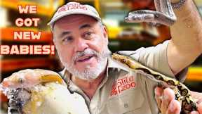 Opening Python Eggs! 🐍😍 Amazing Baby Snake Patterns Revealed🤯