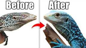 Making Friends With a Scared Dragon