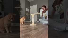 WORLDS SMARTEST CAT