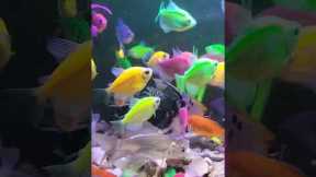 Do not fear failure but rather fear not trying#aquarium #fish #shorts