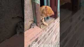 Cat Tries to Catch Mouse But What Happens Next? 🐱😱