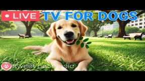 🔴24 Hours of Dog TV🎵🐶Soothing Music for Dog Sleep🐾🩷Calming Music for Dogs with Separation Anxiety